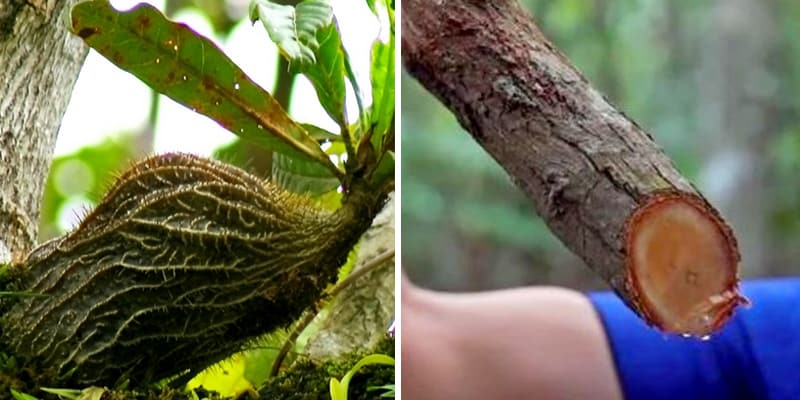Sarang Semut Papua atau Bajakah Kalimantan untuk Obat Kanker?