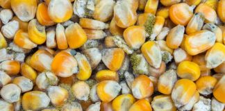 Aflatoksin: Zat Beracun yang Mengancam Bahan Pangan Ilustrasi Jagung Terkontaminasi Aflatoksin