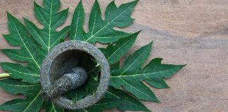 11 Manfaat Daun Pepaya, Bisa untuk Obat Kanker! Daun Pepaya Obat Kanker