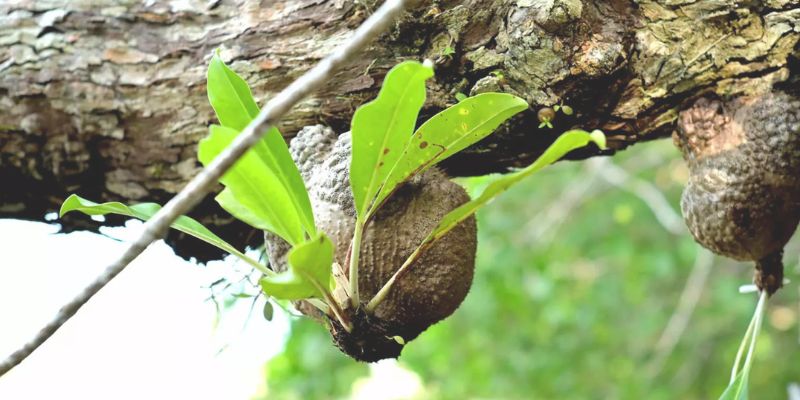 Sarang Semut Papua, Obat Tradisional Kanker Payudara