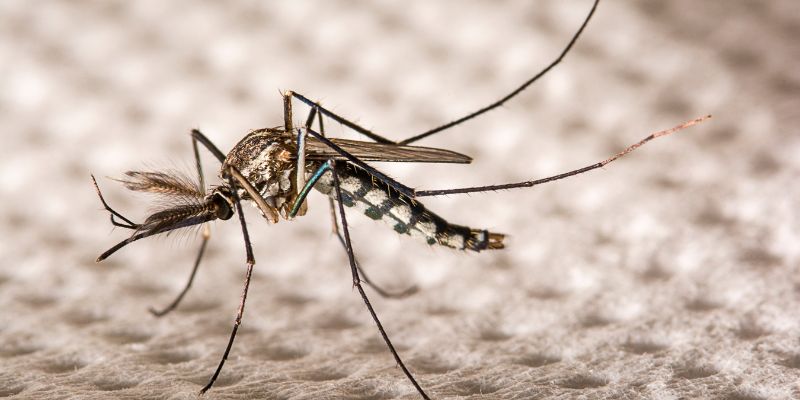 Nyamuk Aedes Aegypti Penyebar Chikungunya