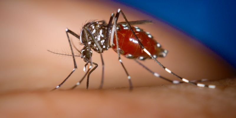 Nyamuk Aedes Albopictus Penyebar Chikungunya