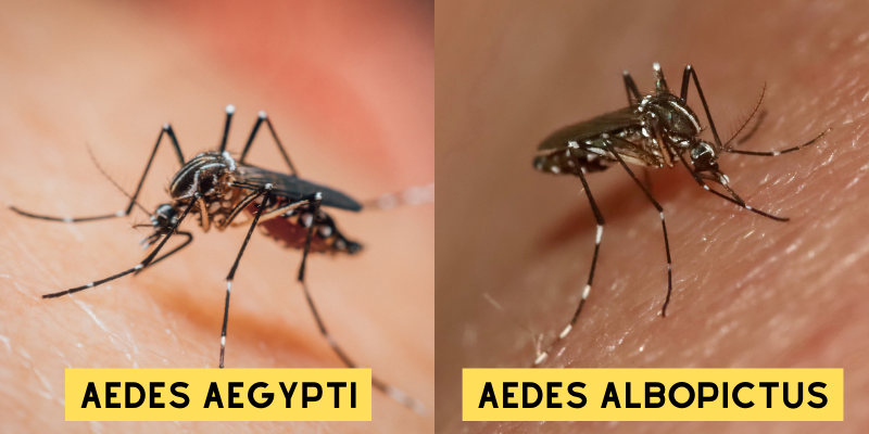 Nyamuk Pembawa Virus Penyebab Penyakit Chikungunya