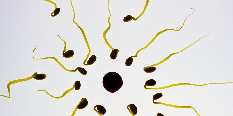 Ilustrasi Hormon yang Mempengaruhi Produksi Sperma